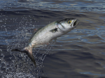 PODCAST – Friday, July 16: Scot Haney; Gearing Up For The Bluefish Tournament; The Week In Flubbles