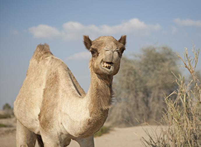PODCAST – Monday, March 14: Rampaging Camels; Unfriendly Neighbors; John Oates Calls In