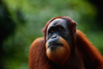 PODCAST – Friday, June 10: This Week’s Flubbles; The Craziest Things The Tribe Saw While Driving; Dumb Ass Gets Too Close To Orangutan…And Pays For It