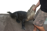 PODCAST – Thursday, August 18: CT’s Tax-Free Week; The New Girl Scout Cookie Flavor; Wrestling An Alligator￼