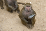 PODCAST – Friday, August 19: This Week’s Flubbles; Boss Keith’s Top Five Laws He’d Make; How Did A Monkey Call 911?￼