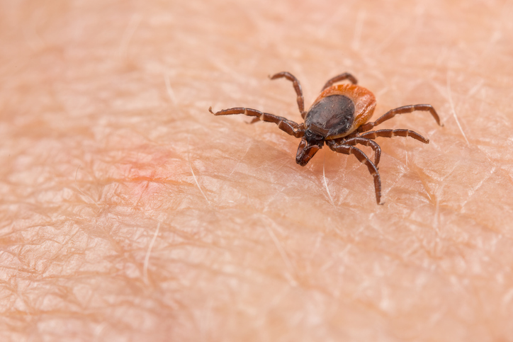 PODCAST – Tuesday, August 22: Ticks And The Powassan Virus; Dog Eats Passport; What Makes A “Good” Wedding