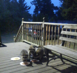 Pod Pick: Attacking Raccoons and Sue’s Buffet
