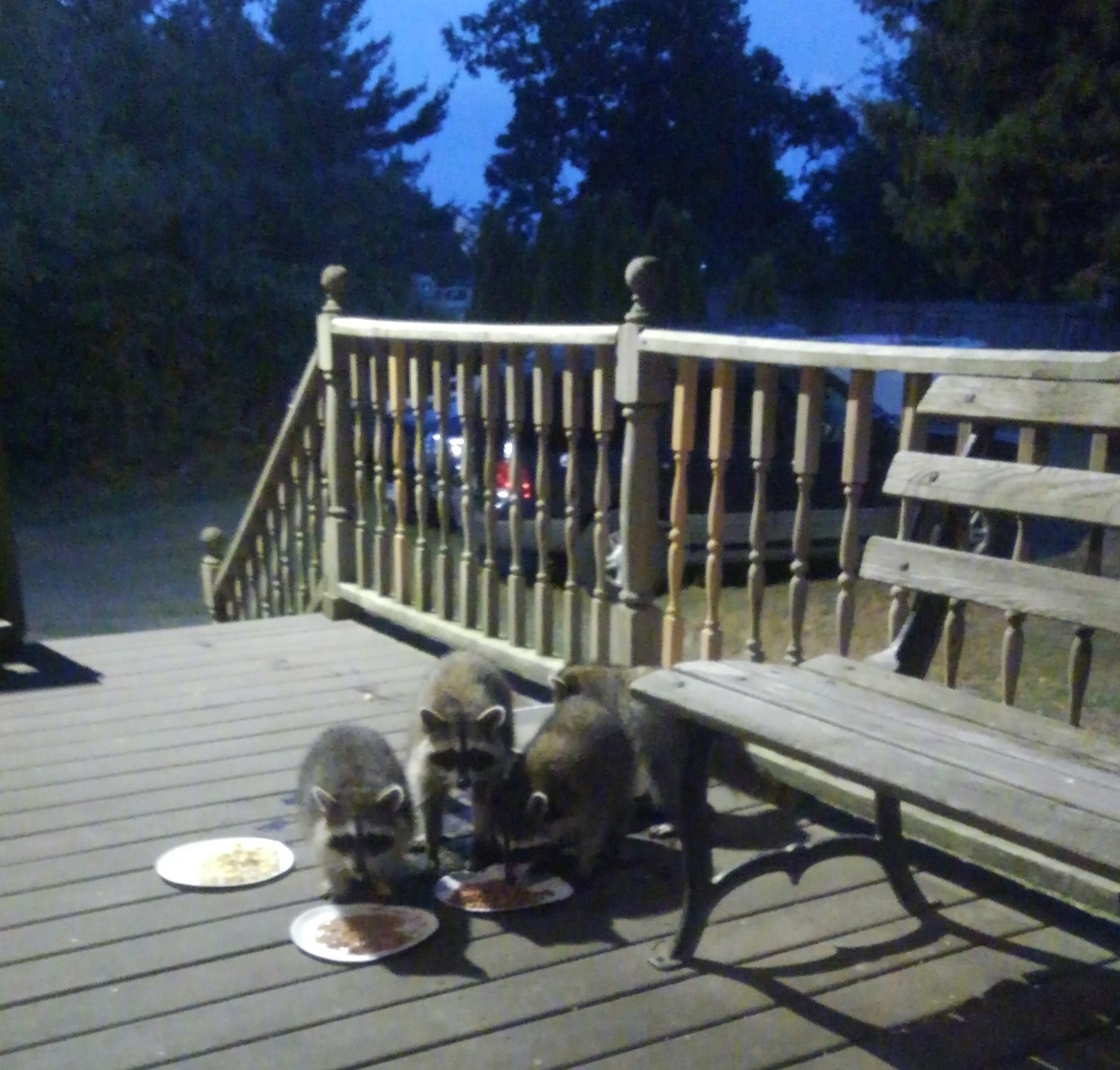 Pod Pick: Attacking Raccoons and Sue’s Buffet