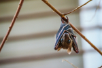 Pod Pick: Erica Kahn Almost Ate a Bat