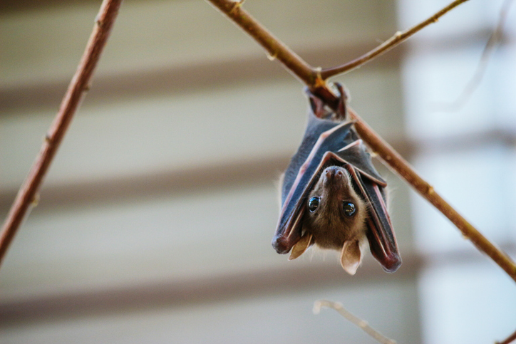Pod Pick: Erica Kahn Almost Ate a Bat