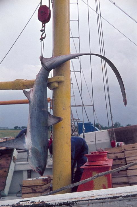 Pod Pick: 700-Pound Shark Caught in Connecticut