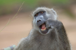 Pod Pick: Shot in the Face, Baboon for a Brother