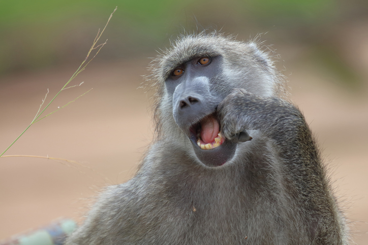Pod Pick: Shot in the Face, Baboon for a Brother