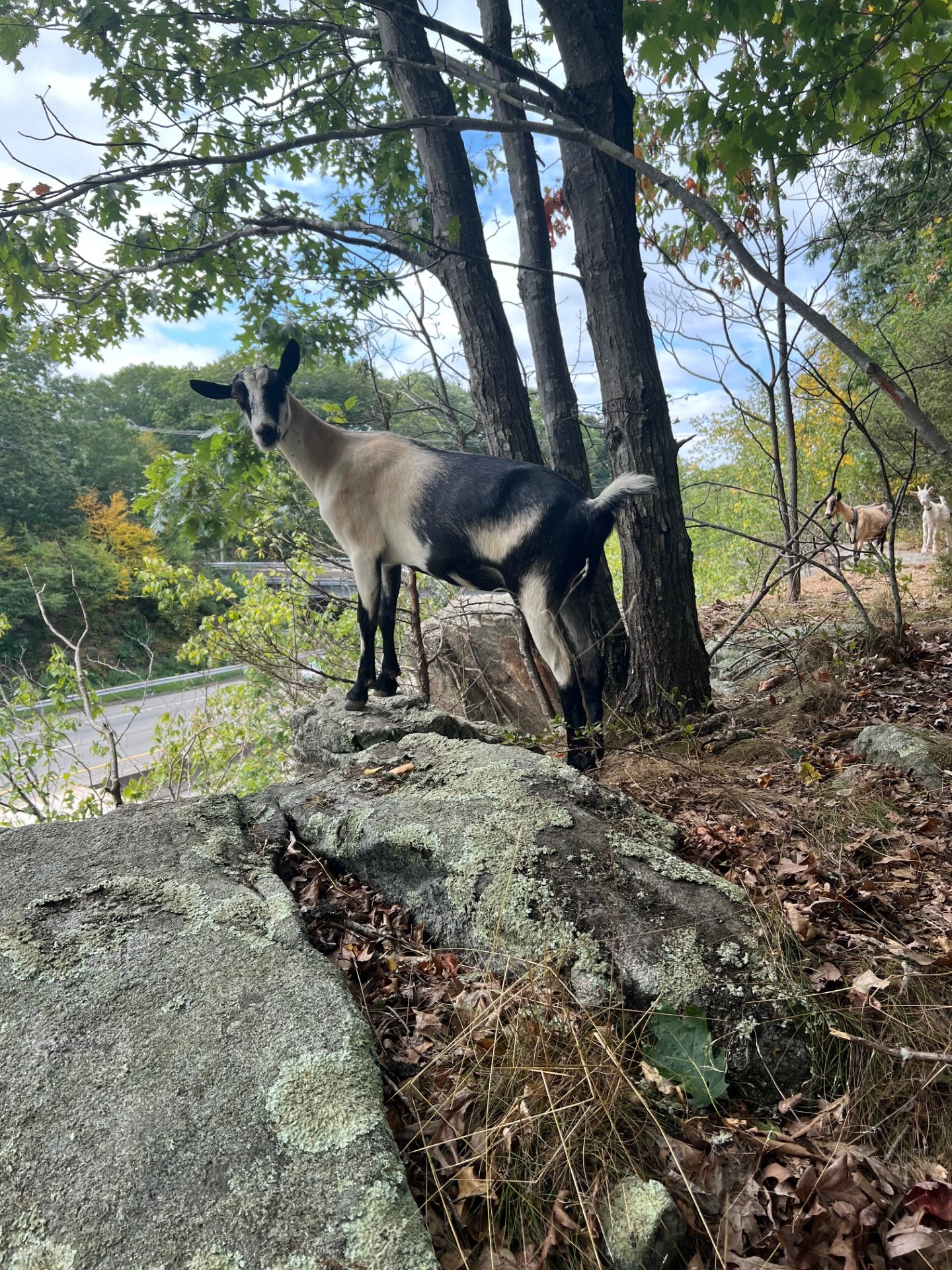 Pod Pick: The Roaming Goats of Clinton