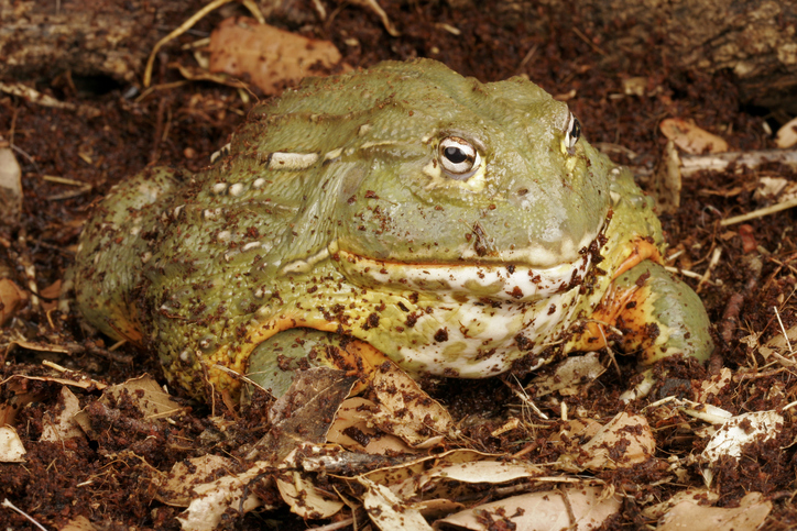 Thursday, October 23: The Meanest Reality Show, Toxic Toad Lickers, The World’s Best Eyewitness is Back