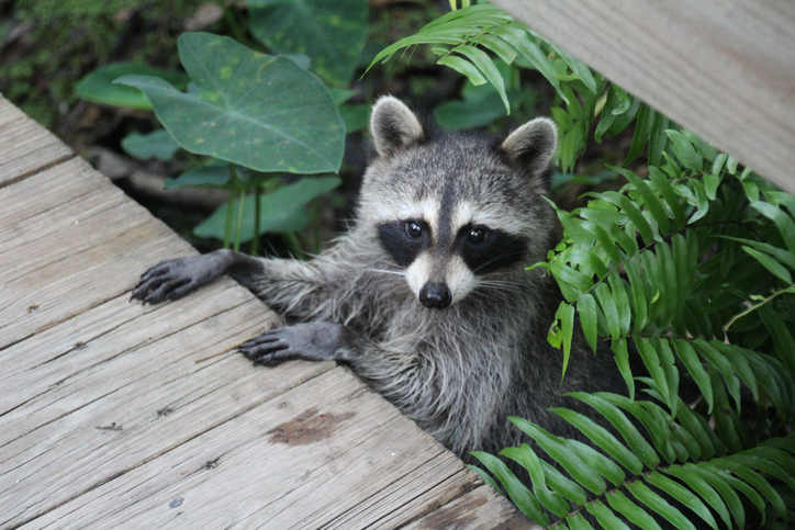 Pod Pick: The Derby Raccoon Controversy