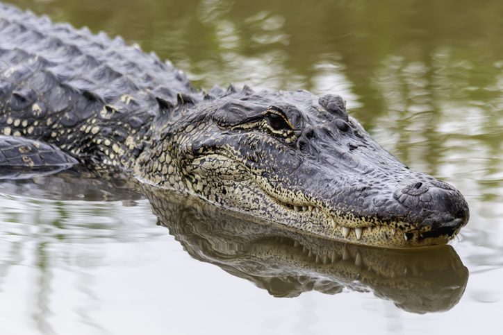 PODCAST – Tuesday, May 18: Florida Man Wrestles Gator; Tribe Animal Encounters; The Latest Connecticut Concert Announcements