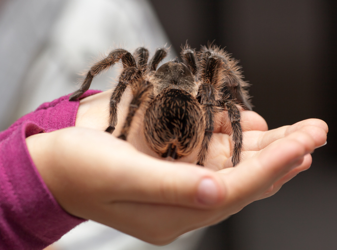 PODCAST – Wednesday, September 29: Chaz And AJ Play “Where’s The Emergency?”; Dad Goes Viral While Baby Plays With Tarantula; Favorite Movie Villains