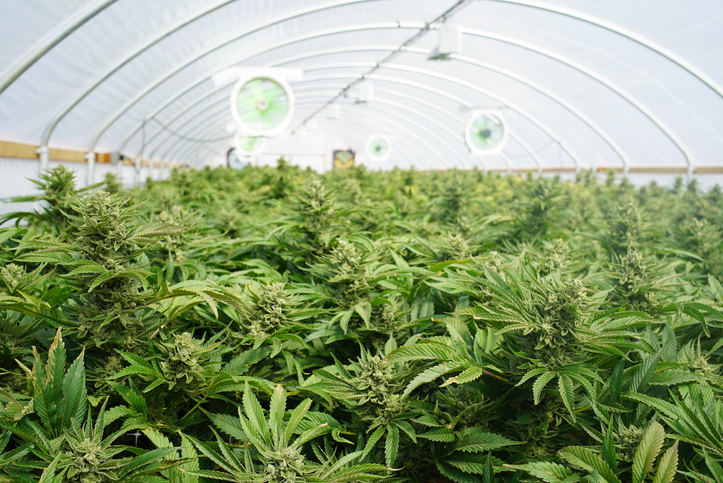 PODCAST – Wednesday, July 20: Connecticut’s 16 Marijuana Cultivators Were Approved; Avon PD’s New Training; When Movie Critics Were Wrong￼