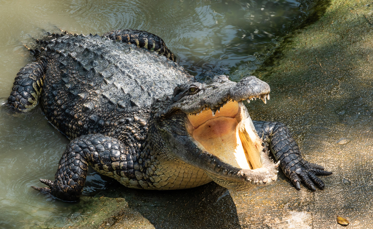 PODCAST – Wednesday, May 31: Tribe Prison Tips; Building Cases For Rock Stars; Surviving A Crocodile Attack