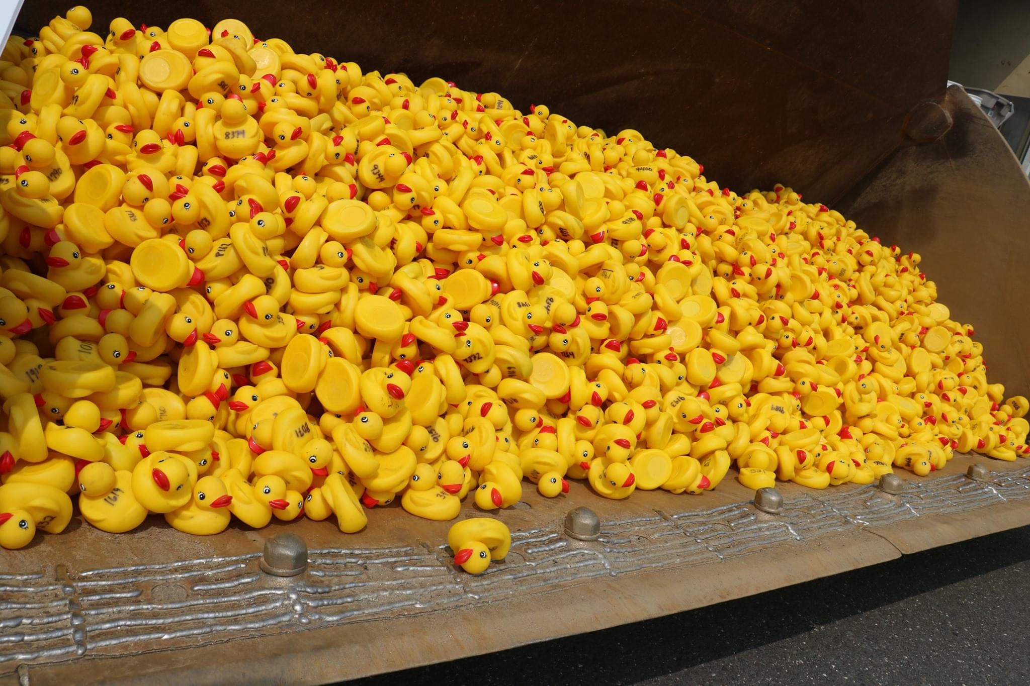 United Way Milford Harbor Duck Race Photos