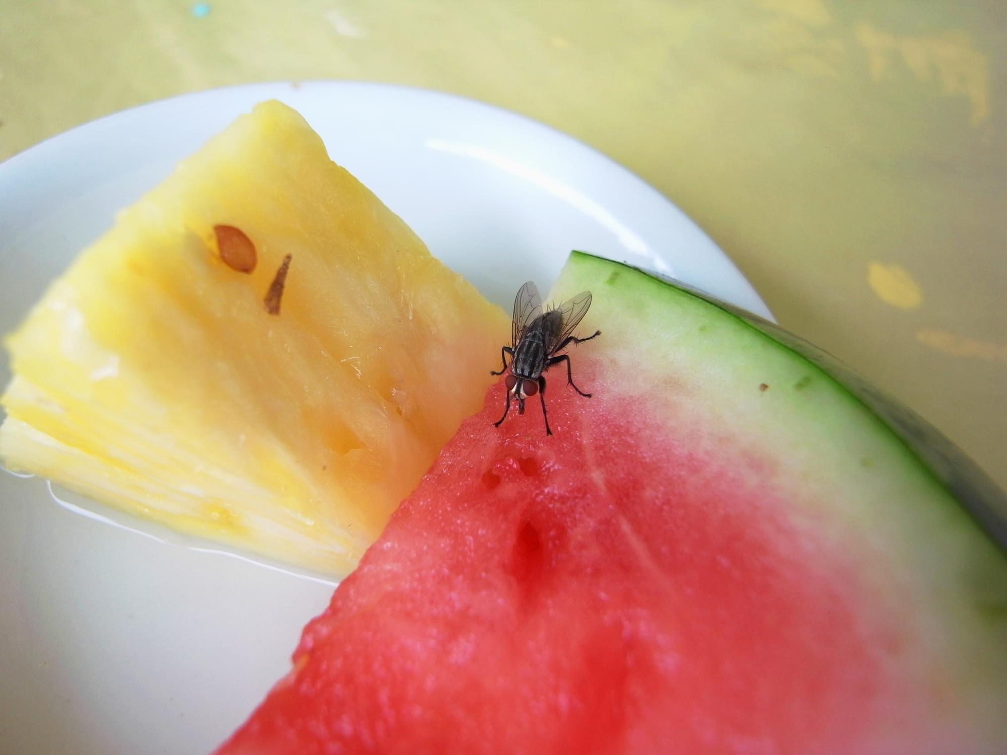 WEBE Morning Hack: Bye Bye Fruit Flies!