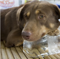 WEBE Morning Hack: Dog Pupcickle!