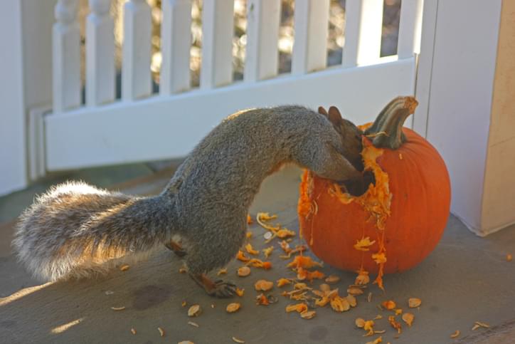WEBE Morning Hack! Fri Oct 18, 2019 Pumpkins and Squirrels
