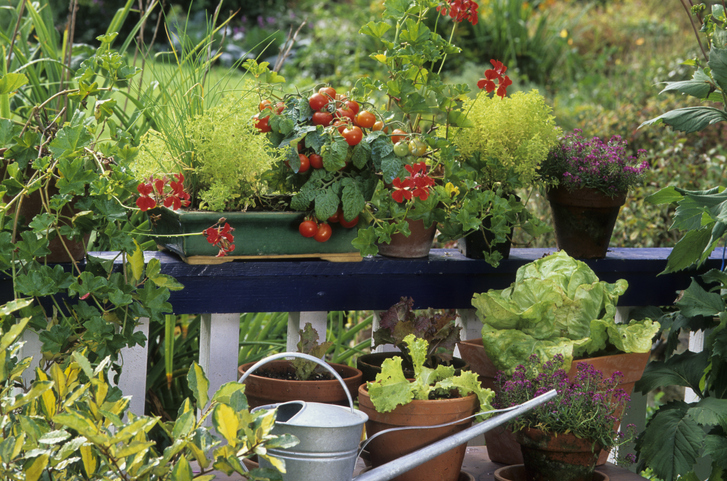 Morning Hack 4/13/2021 5 Great Veggie Plants For A Small Garden!