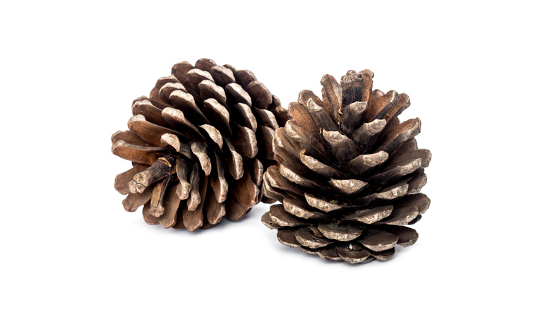 Morning Hack 9/14/2021 Scented Pine Cones Made Easy!