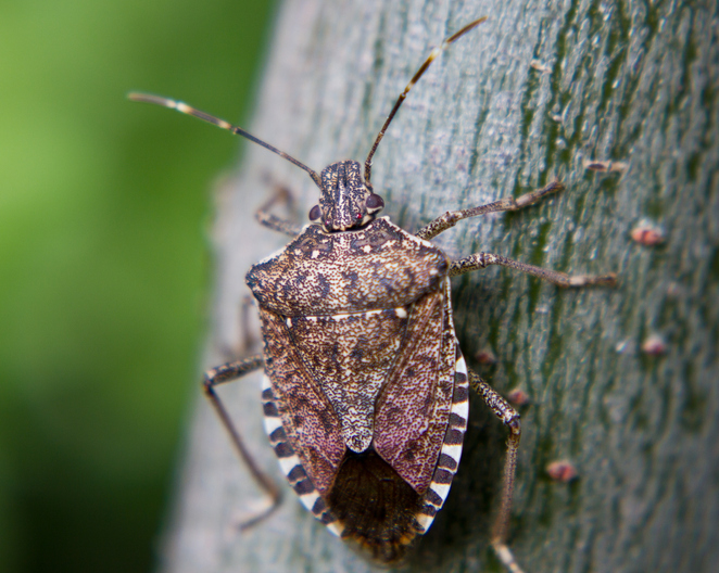 Morning Hack 10/7/2021 Stop The Stinkbugs From Finding A Way in Your Home!