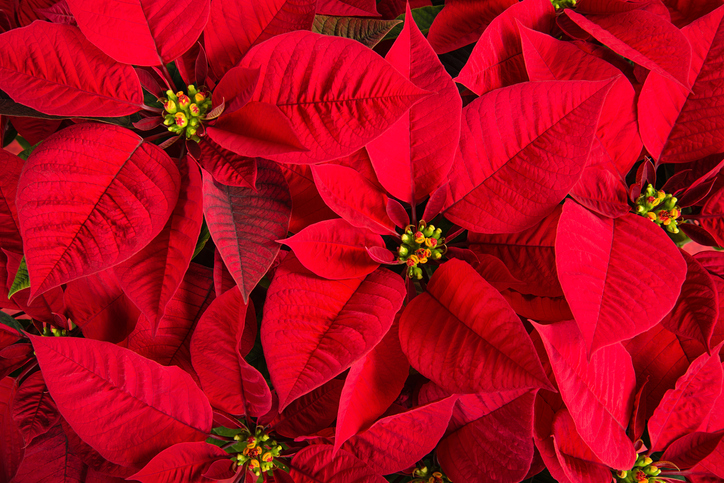 Morning Hack! 12/2/2021 Keep Your Poinsettias Longer!