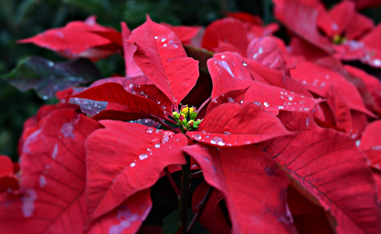 Morning Hack 12/21/2021 Keep Your Pointsettias Happy!