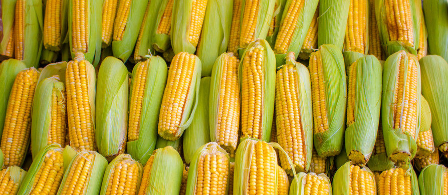 Morning Hack 7/8/2022 Make A Ton Of Corn On The Cob At Once!