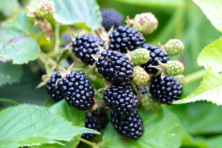 Morning Hack 7/11/2022 Why Do you Need To Wash Blackberries? Listen…