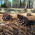 Morning Hack 8/16/2022 Try This With A Pinecone! It Really Works!