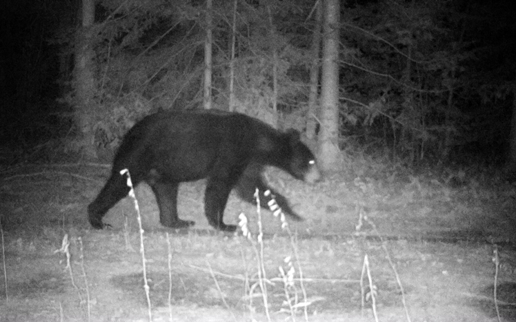 Morning Hack 10/18/2022 What To Do If You Are Approached By A Bear!