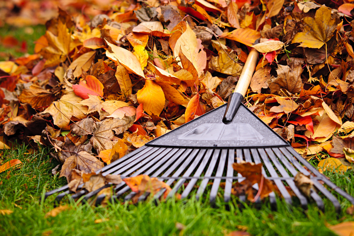 Morning Hack 10/19/2022 The Best General Rake For Your Lawn~