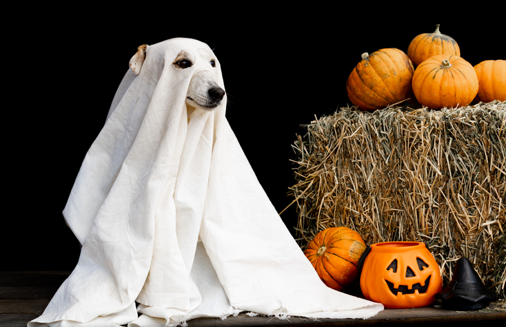 Morning Hack 10/28/2022 Pet Safety Tips For Halloween!