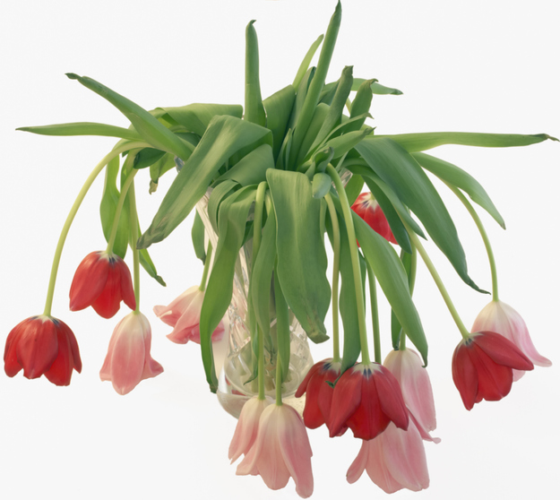Morning Hack 3/6/2023 Help Your Fresh Cut Tulips From Drooping!