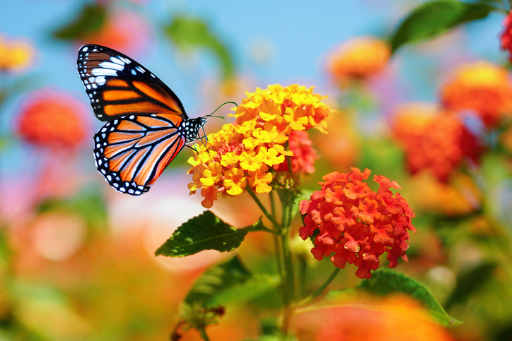 Morning Hack 4/18/2023 Attract Butterflies! Here’s How!