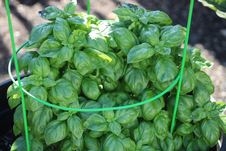 Morning Hack 7/18/2023 Best Way To Freeze Fresh Basil!