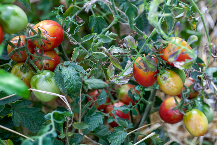 Morning Hack 7/20/2023 Help Out Your Garden During The Extreme Heat!