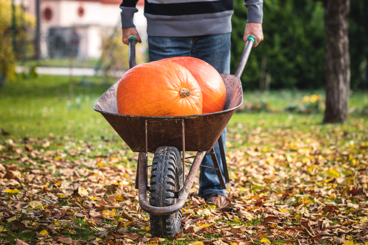 Morning Hack 10/27/2023 Use A Real Jumbo Pumpkin For This!