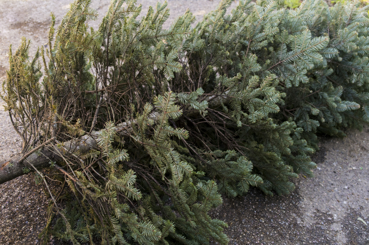 Morning Hack 1/4/2024 Don’t Do This With Your Old Christmas Tree!