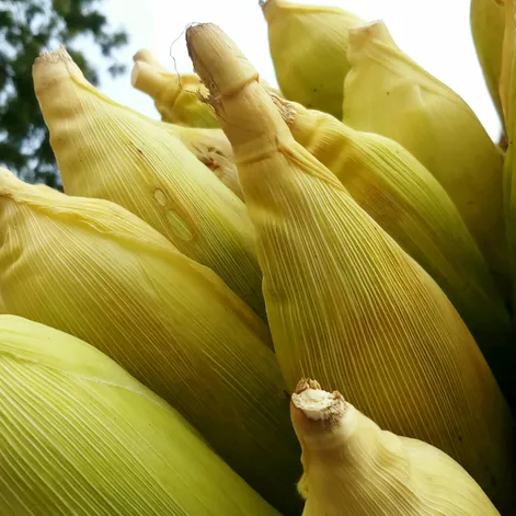 Morning Hack 7/9/2024 Corn On The Cob! Easiest Way!