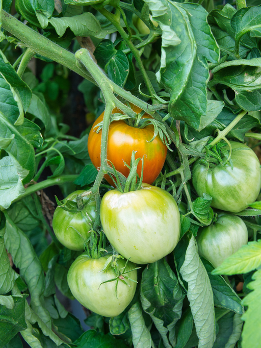 Morning Hack 7/24/2024 Ripen Tomatoes Like This!