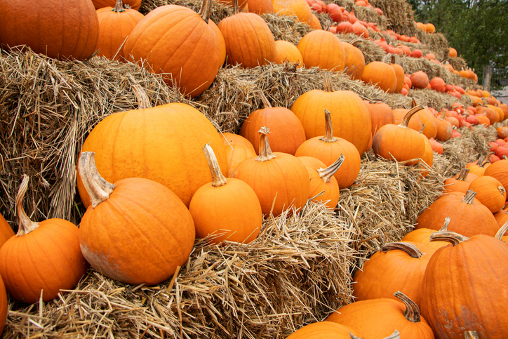 Morning Hack 10/11/2024 Pick The Perfect Pumpkin!