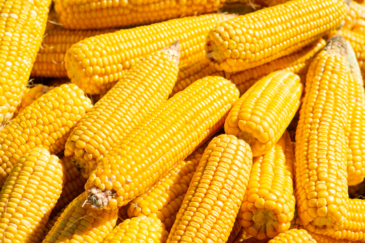 Morning Hack 7/14/2025 Make These Corn Ribs!