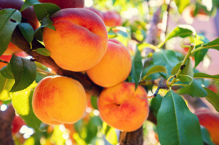 Morning Hack 8/27/2025 Freeze Peaches! It’s This Easy!