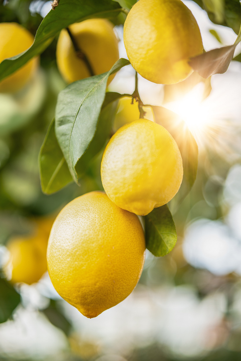 Morning Hack 8/29/2025 Why Keep A Lemon In Your Bedroom? Here’s Why!