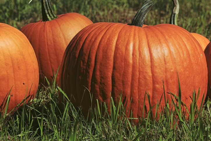 Morning Hack 10/10/2025 Carve Out A Big Pumpkin For A Way To Hold Candy!