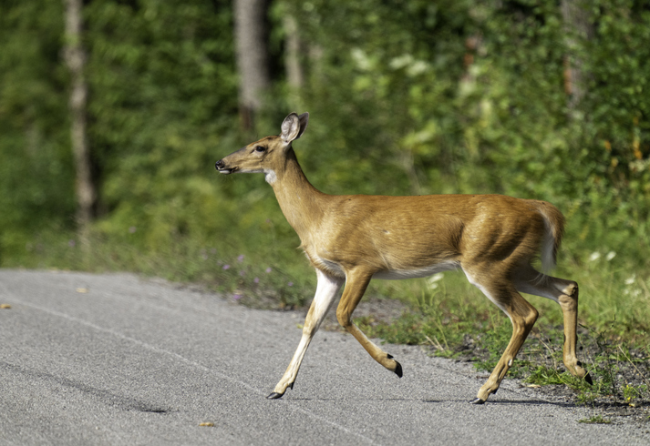 Morning Hack 10/17/2025 Triple A’s Advise To Help Avoid A Deer Strike