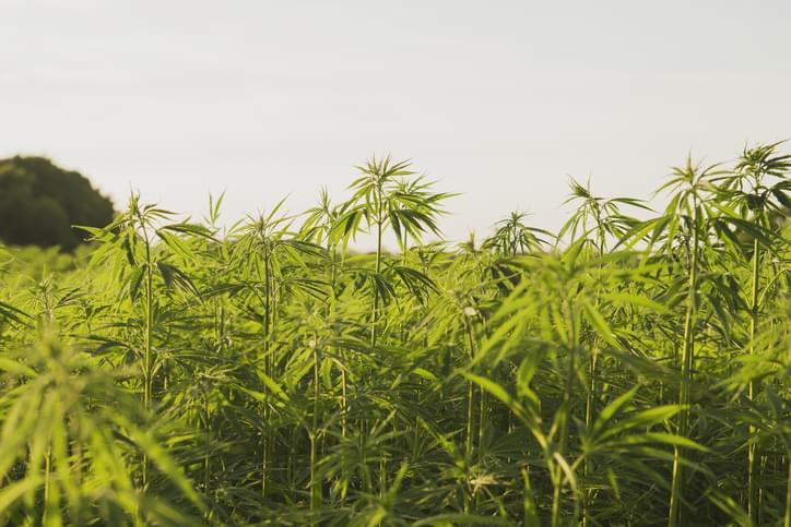 Connecticut Today with Paul Pacelli: Growing Hemp Industry